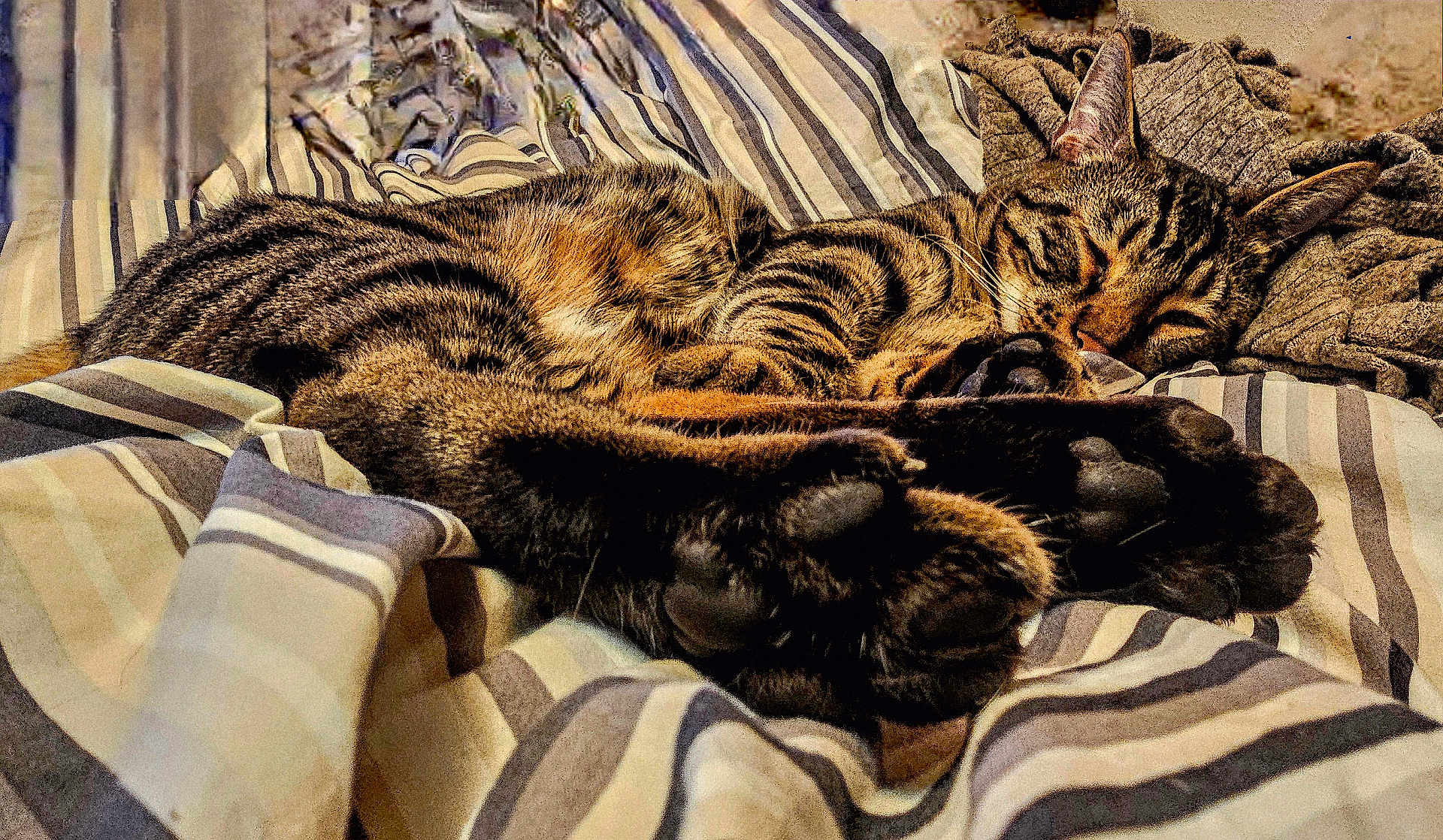 Melittle Tiger joined the competition — help win amazing prizes! cat, tabby, sleeping, paws, striped_blanket, cozy, indoor, relaxed, fur, pet, animal, resting, closeup, whiskers, ears, soft, comfort, domestic_cat, feline, nap