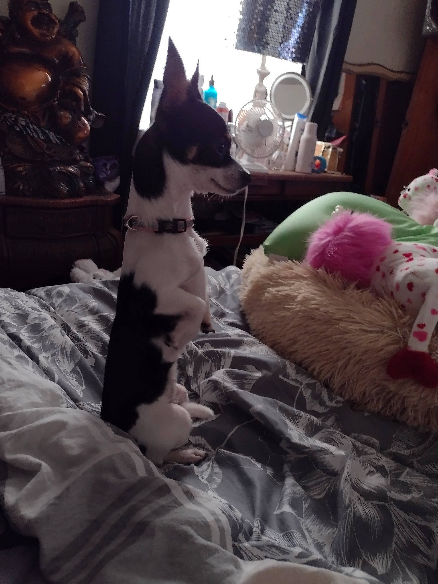 Lucy joined the competition — help win amazing prizes! bedding, black, canidae, carnivore, comfort, companion_dog, dog, dog_breed, fawn, felidae, fur, human_leg, lap, linens, room, small_to_medium_sized_cats, textile, toy, whiskers, window