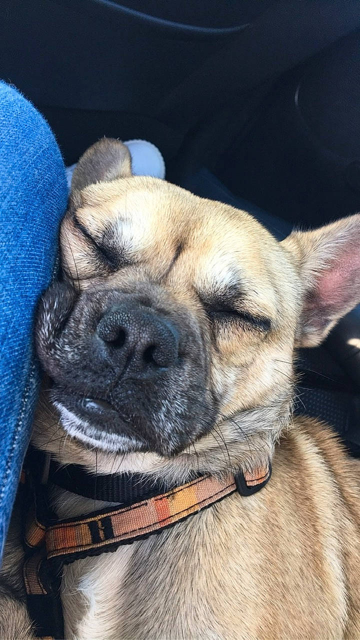 Paco participe au concours pour gagner de l'argent avec cette photo : bulldog, canidae, carnivore, companion_dog, dog, dog_breed, ear, fawn, french_bulldog, mammal, non_sporting_group, nose, perro_de_presa_mallorquin, pug, puggle, puppy, skin, snout, vertebrate, whiskers