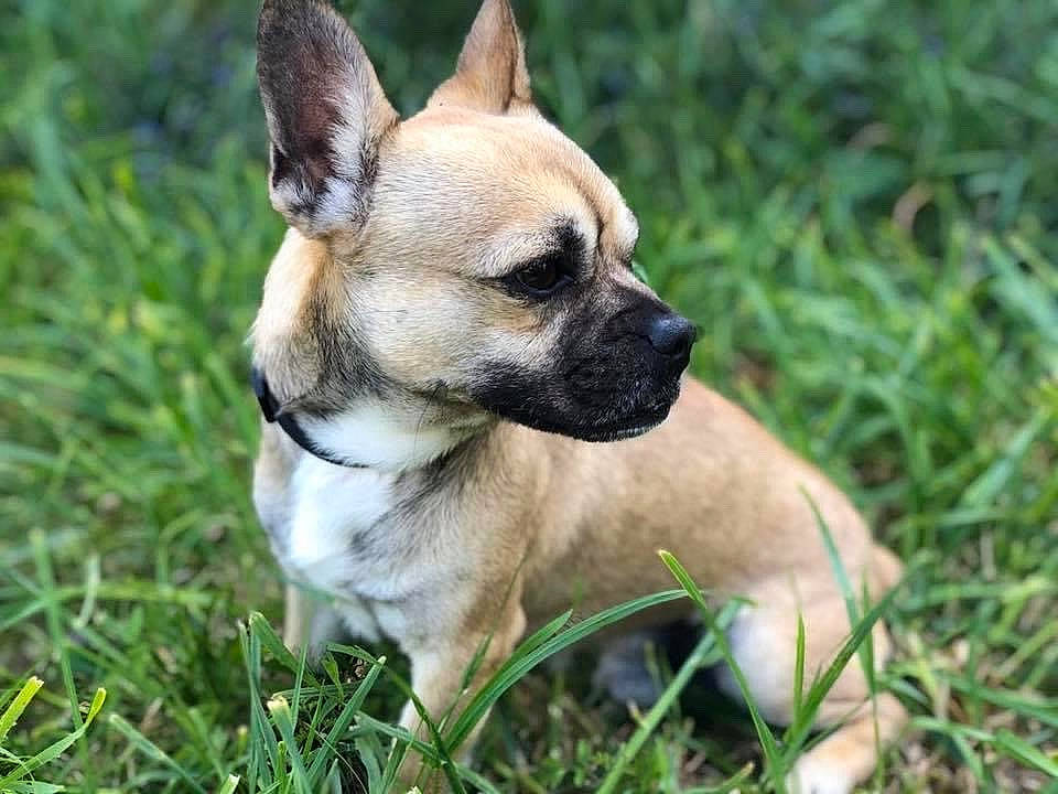 Paco participe au concours pour gagner de l'argent avec cette photo : ancient_dog_breeds, black_mouth_cur, canidae, carlin_pinscher, carnivore, companion_dog, dog, dog_breed, fawn, french_bulldog, grass, mammal, non_sporting_group, perro_de_presa_mallorquin, plant, puppy, rare_breed_dog, snout, sporting_group, vertebrate