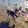 dog, border_collie, black_and_white, wet_fur, long_hair, blue_eyes, open_mouth, tongue_out, standing, outdoors, shoreline, river, water, rocks, pebbles, sunlight, reflection, shadow, harness, nature