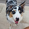 dog, australian_shepherd, blue_merle, heterochromia, fluffy, long_hair, happy, smiling, open_mouth, portrait, looking_up, outdoor, patio, wooden_deck, stone_tiles, garden, pet, canine, pointed_ears, close_up