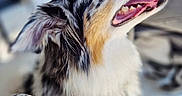 Tipsy participe au concours pour gagner de l'argent avec cette photo : dog, canine, pet, portrait, close_up, black_and_white, blue_eye, open_mouth, smiling, teeth, tongue, fluffy_fur, long_snout, pointed_ears, looking_up, indoor, blurred_background, animal, happy, photography