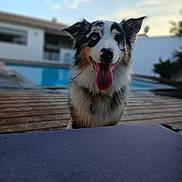 Tipsy participe au concours pour gagner de l'argent avec cette photo : dog, border_collie, pet, animal, portrait, happy, smiling, tongue, floppy_ears, blue_eyes, black_white_fur, brown_markings, collar, outdoor, pool, swimming_pool, house, patio, wooden_deck, cushion