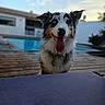 dog, border_collie, pet, animal, portrait, happy, smiling, tongue, floppy_ears, blue_eyes, black_white_fur, brown_markings, collar, outdoor, pool, swimming_pool, house, patio, wooden_deck, cushion