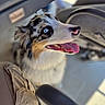 dog, australian_shepherd, blue_eyes, open_mouth, tongue, happy, portrait, close_up, pet, animal, fur, fluffy, tricolor, merle_coat, car, vehicle, car_interior, sunlight, shallow_depth_of_field, photography