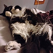 Laverne is registered to the contest to win money with this photo: cat, cats, fluffy, black_and_white, white, long_hair, lying_down, belly_up, relaxed, sleeping, bed, bedroom, bedding, paws, whiskers, fur, pet, indoor, cozy, playful