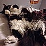 cat, cats, fluffy, black_and_white, white, long_hair, lying_down, belly_up, relaxed, sleeping, bed, bedroom, bedding, paws, whiskers, fur, pet, indoor, cozy, playful
