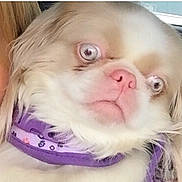Phippa Cejas joined the competition — help win amazing prizes! carnivoran, chinese_imperial_dog, companion_dog, dog, dog_breed, dog_breed_group, dog_like_mammal, ear, fur, japanese_chin, nose, puppy, puppy_love, shih_tzu, skin, snout, toy_dog