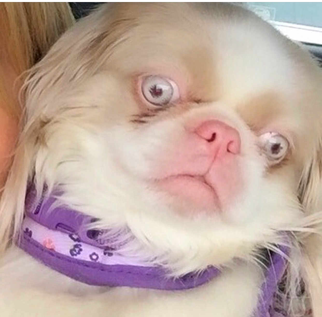 Phippa Cejas