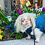 blue_outfit, colorful_flowers, curious, daylight, dog, flower_bed, garden, leash, long_fur, nature, outdoor, pansies, pet, pink_nose, sidewalk, small_dog, spring, tulips, urban, white_fur
