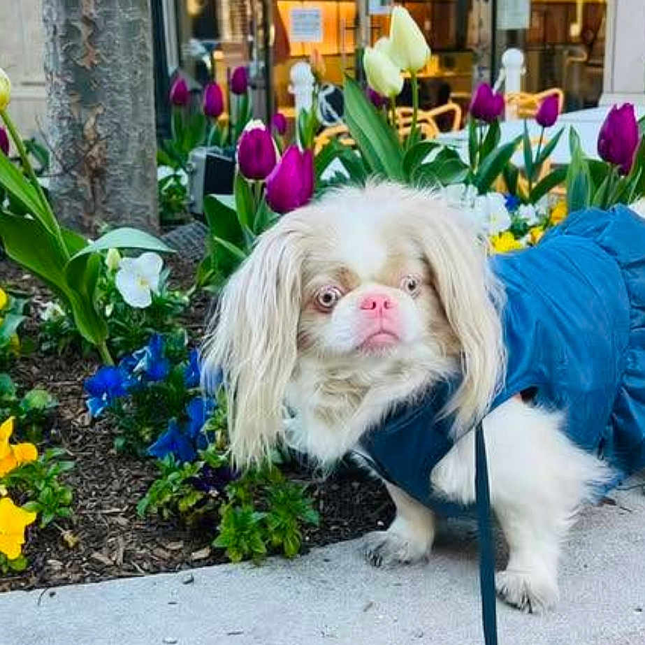 Phippa is registered to the contest to win money with this photo: blue_outfit, colorful_flowers, curious, daylight, dog, flower_bed, garden, leash, long_fur, nature, outdoor, pansies, pet, pink_nose, sidewalk, small_dog, spring, tulips, urban, white_fur