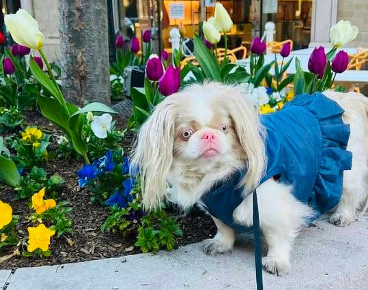 Phippa is registered to the contest to win money with this photo: blue_outfit, colorful_flowers, curious, daylight, dog, flower_bed, garden, leash, long_fur, nature, outdoor, pansies, pet, pink_nose, sidewalk, small_dog, spring, tulips, urban, white_fur