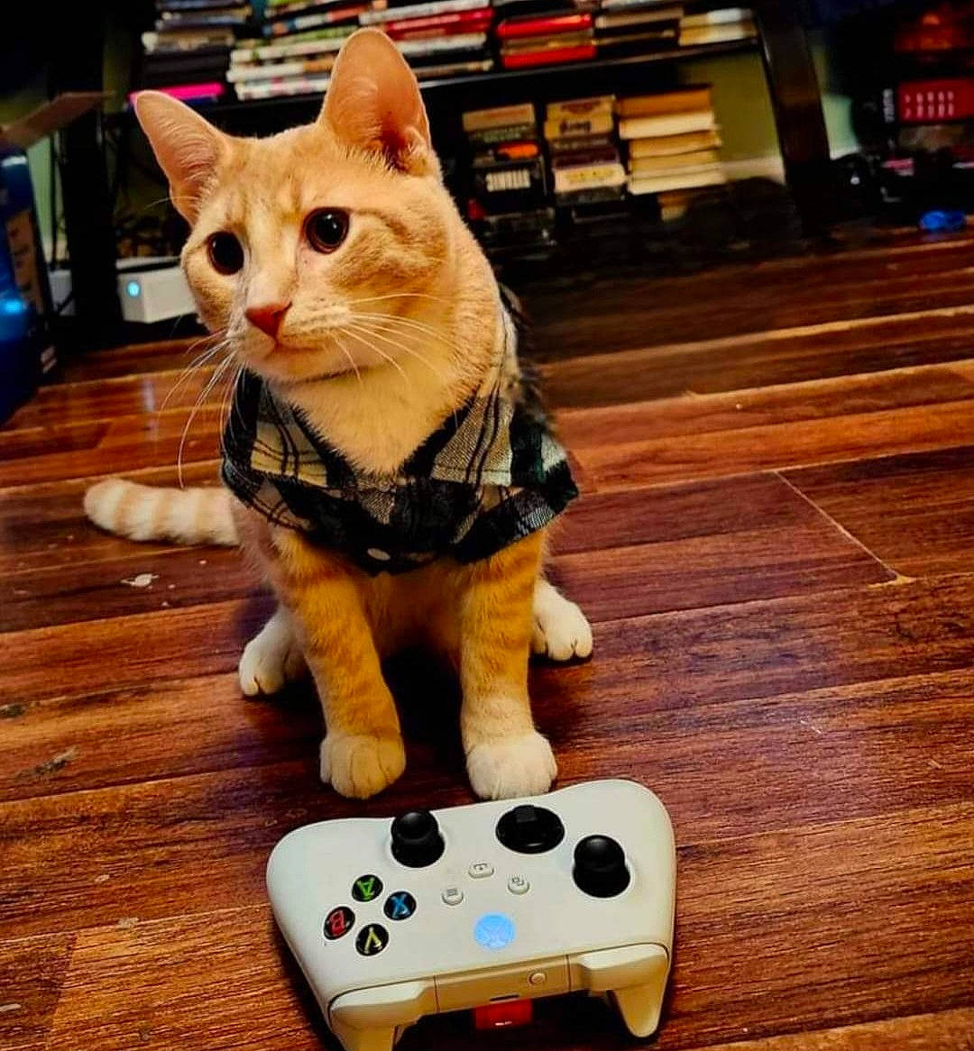 Tito is registered to the contest to win money with this photo: carnivore, cat, companion_dog, electronic_instrument, fawn, felidae, flooring, game_controller, hardwood, input_device, joystick, mammal, small_to_medium_sized_cats, snout, tail, toy, vertebrate, whiskers, white, wood