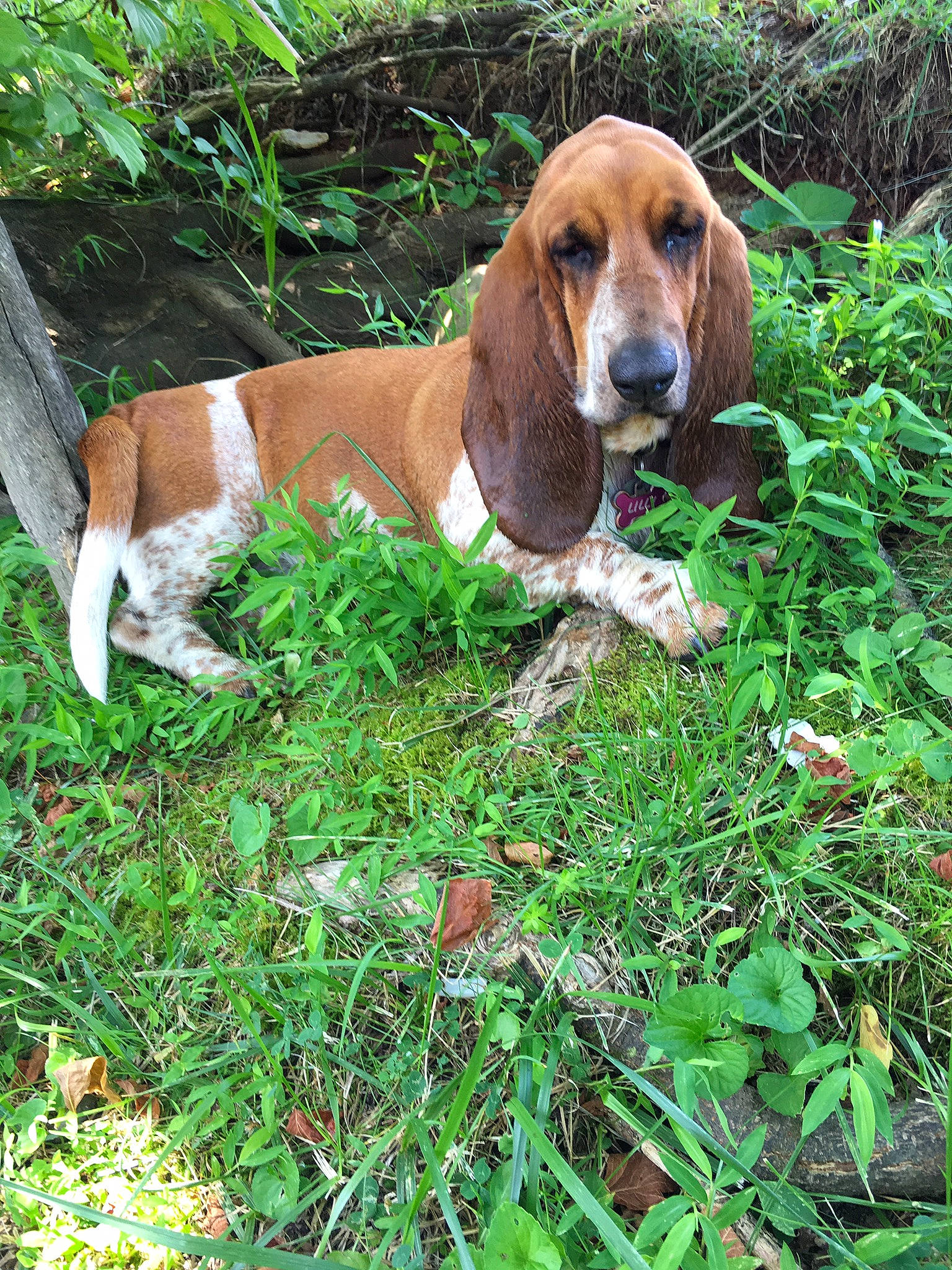 Lilly joined the competition — help win amazing prizes! artois_hound, basset_artesien_normand, basset_hound, beagle_harrier, canidae, carnivore, companion_dog, dog, dog_breed, estonian_hound, finnish_hound, grand_anglo_francais_tricolore, grass, hound, mammal, scent_hound, schweizer_laufhund, serbian_tricolour_hound, snout, vertebrate