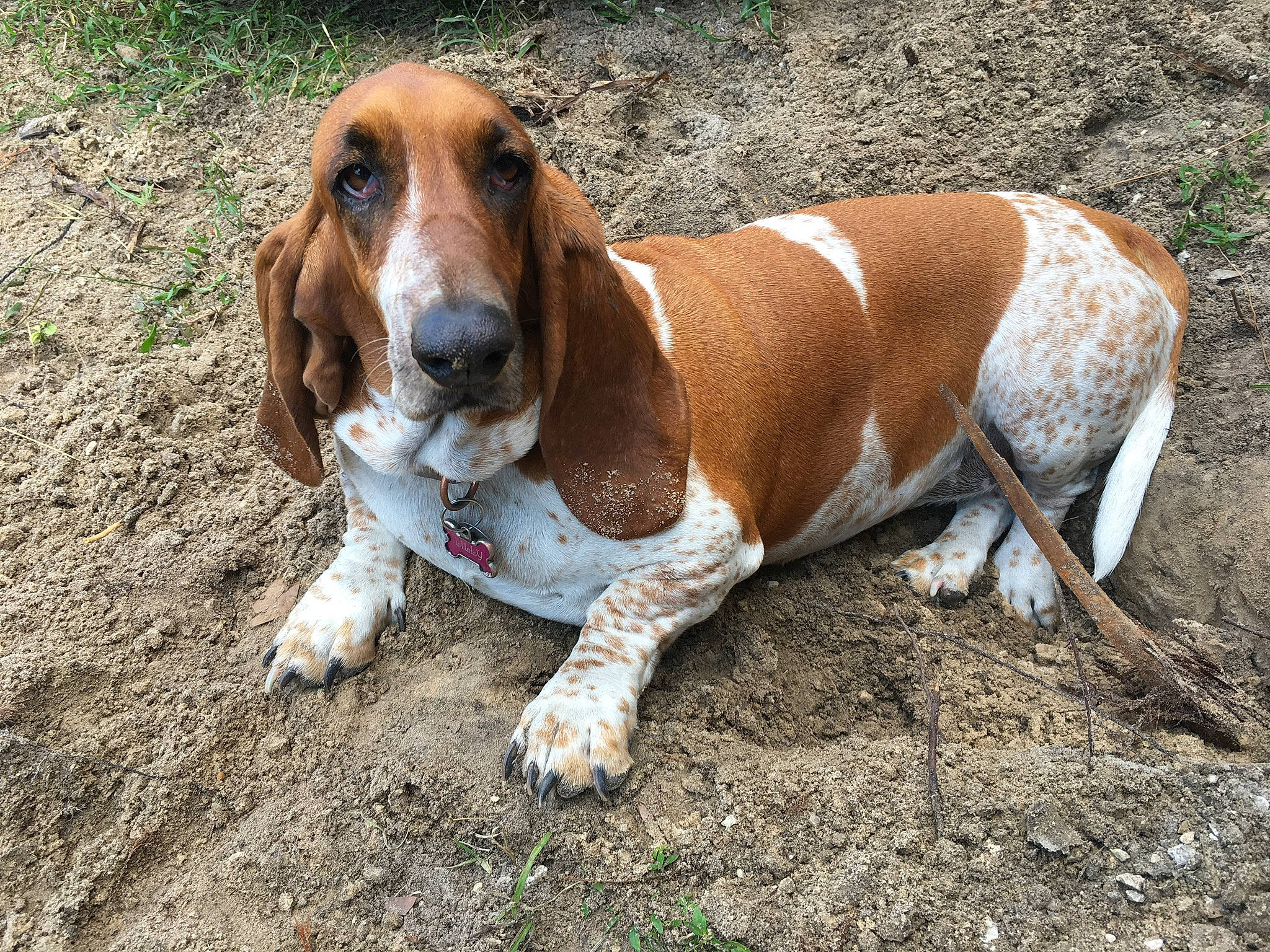 Lilly is registered to the contest to win money with this photo: artois_hound, basset_artesien_normand, basset_hound, canidae, carnivore, companion_dog, dog, dog_breed, estonian_hound, grand_anglo_francais_tricolore, hound, hunting_dog, mammal, rare_breed_dog, scent_hound, schweizer_laufhund, snout, sporting_group, vertebrate, westphalian_dachsbracke