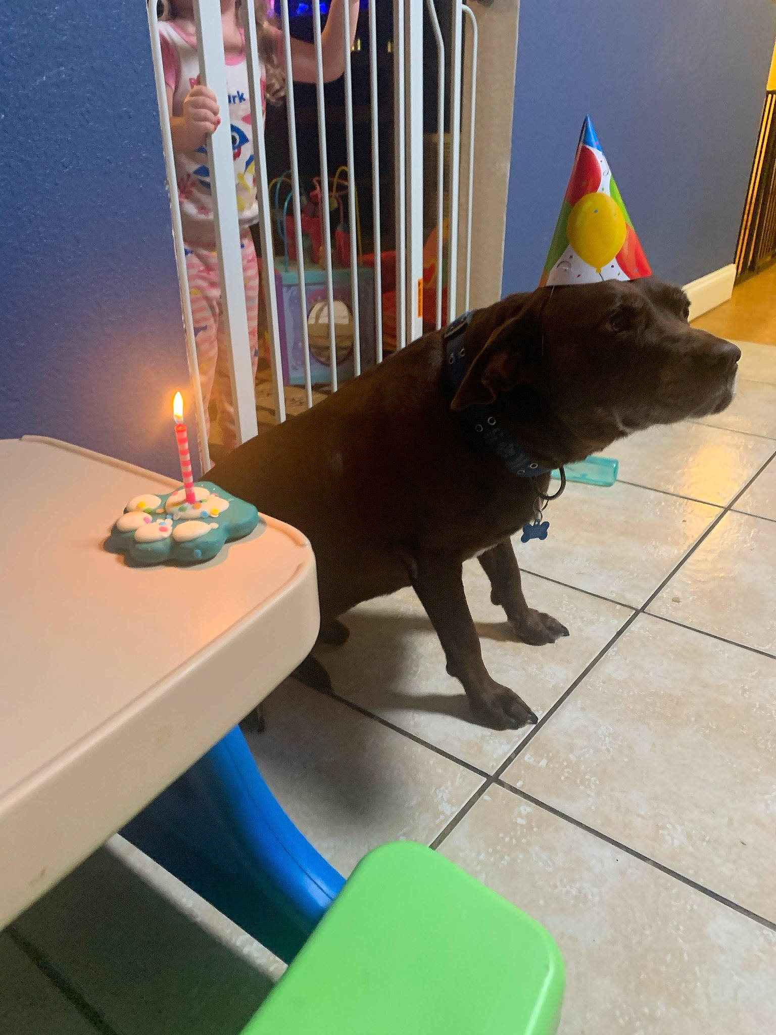 Chocolate joined the competition — help win amazing prizes! art, candle, candle_holder, cone, electric_blue, event, fish, flag, flooring, gas, interior_design, leisure, plastic, room, shadow, table, tail, toy, visual_arts, wood