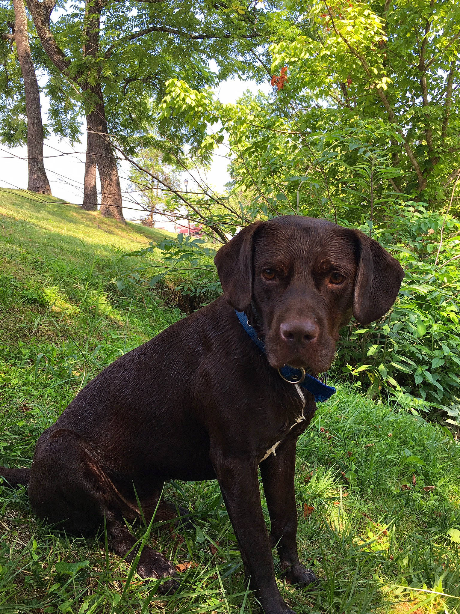 Chocolate is registered to the contest to win money with this photo: borador, carnivore, collar, companion_dog, dog, dog_breed, dog_collar, fawn, grass, gun_dog, labrador_retriever, liver, plant, retriever, sky, snout, sporting_group, terrestrial_animal, tree, working_animal