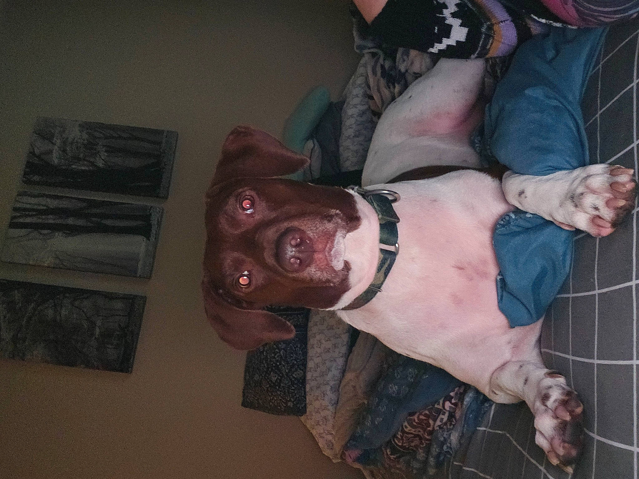 Samson is registered to the contest to win money with this photo: canidae, carnivore, companion_dog, dog, dog_breed, elbow, fawn, flesh, fun, fur, gesture, guard_dog, non_sporting_group, pattern, personal_protective_equipment, sleeve, sporting_group, wrist