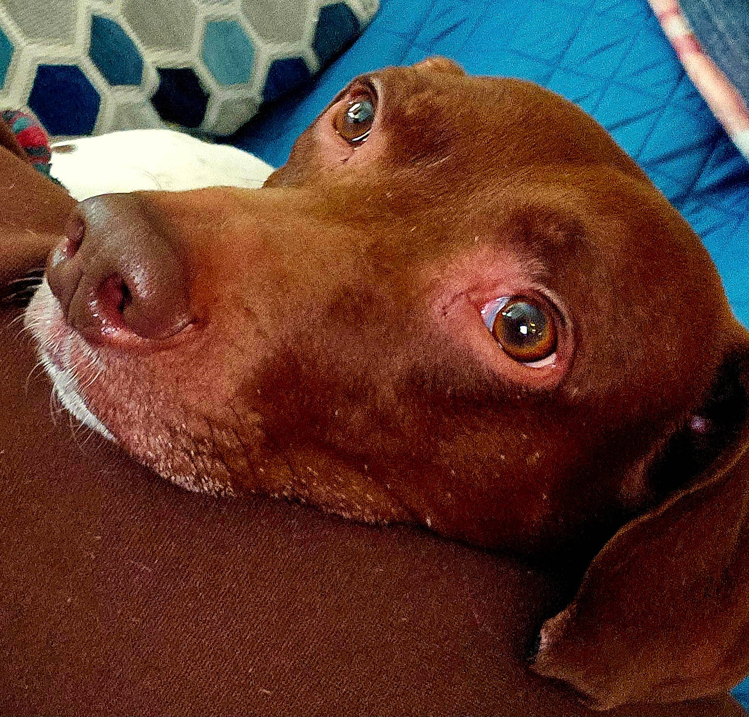 Samson is registered to the contest to win money with this photo: canidae, carnivore, companion_dog, dog, dog_breed, ear, fawn, fur, jaw, liver, metal, nose, pet_supply, snout, sporting_group, terrestrial_animal, whiskers, working_animal