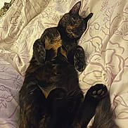 Maple joined the competition — help win amazing prizes! cat, tortoiseshell, sleeping, bed, blanket, paws, fur, relaxing, cozy, indoor, pet, animal, resting, cute, whiskers, tail, comfort, soft, domestic, feline