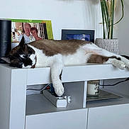 Bounty participe au concours pour gagner de l'argent avec cette photo : cat, furniture, indoor, relaxed, resting, white_cabinet, paw, decor, vase, framed_photos, domestic, pet, animal, fur, black_and_white, brown, lazy, home, electronics, power_strip