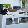 cat, furniture, indoor, relaxed, resting, white_cabinet, paw, decor, vase, framed_photos, domestic, pet, animal, fur, black_and_white, brown, lazy, home, electronics, power_strip