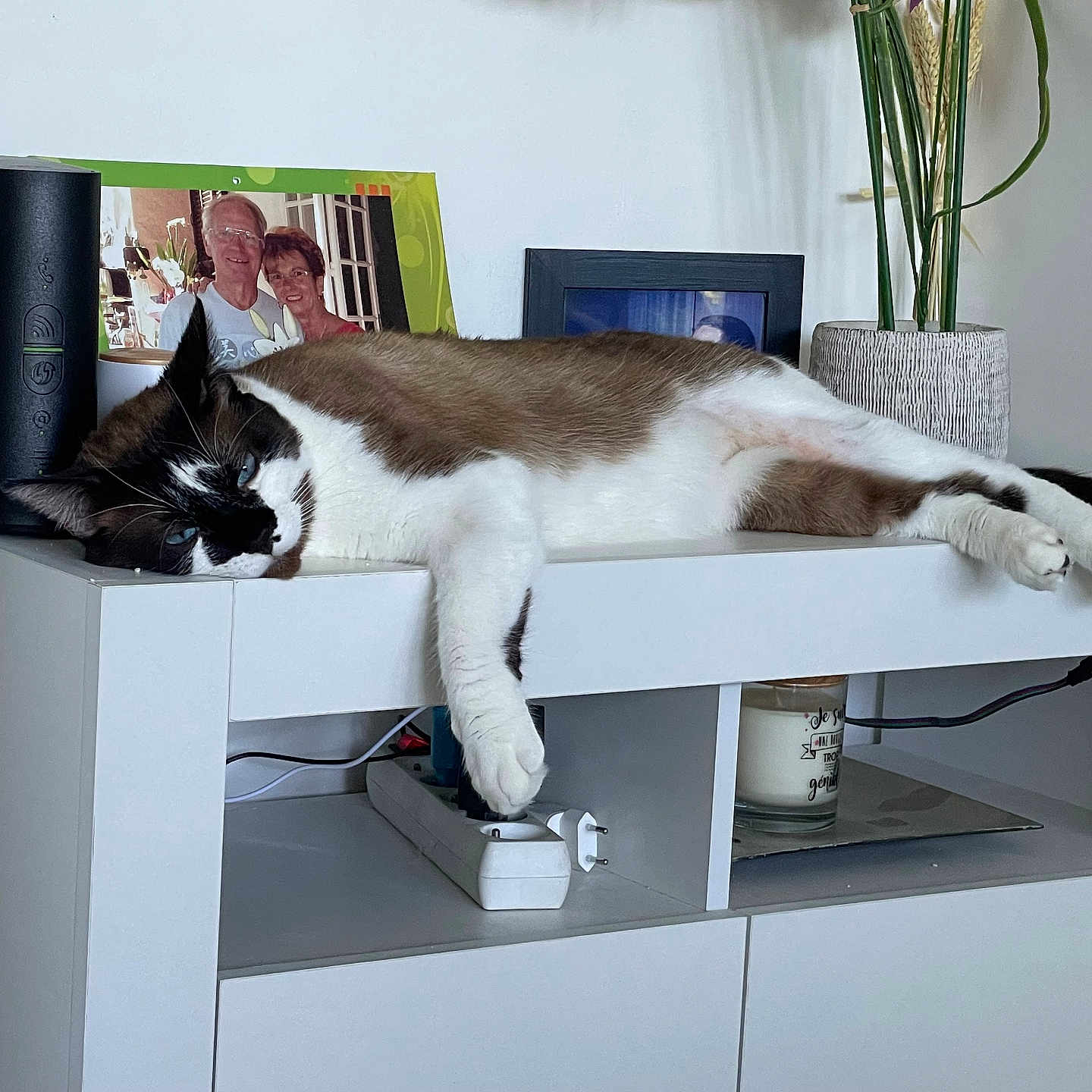 Bounty participe au concours pour gagner de l'argent avec cette photo : cat, furniture, indoor, relaxed, resting, white_cabinet, paw, decor, vase, framed_photos, domestic, pet, animal, fur, black_and_white, brown, lazy, home, electronics, power_strip
