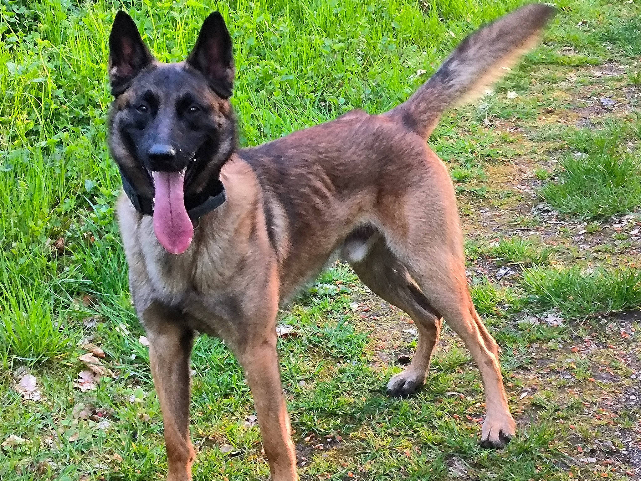 Bandit participe au concours pour gagner de l'argent avec cette photo : biting, canidae, carnivore, collar, companion_dog, dog, dog_breed, fawn, german_shepherd_dog, grass, herding_dog, old_german_shepherd_dog, plant, snout, sporting_group, tail, terrestrial_animal, wildlife, working_animal, working_dog