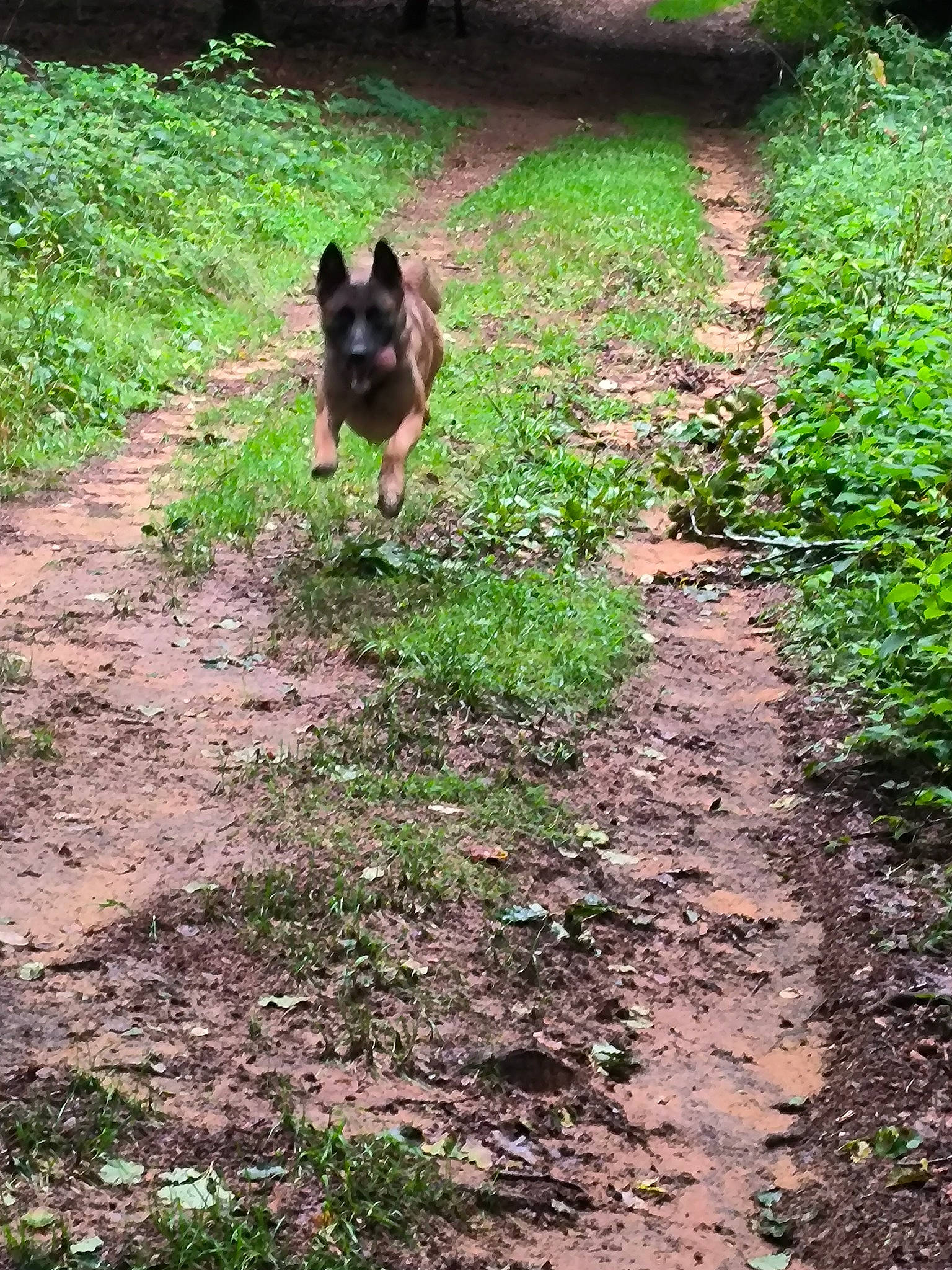 Bandit a rejoint le concours — aidez-le/la à gagner de superbes lots ! carnivore, dog, dog_breed, fawn, forest, garden, grass, green, groundcover, landscape, plant, shadow, shrub, soil, sporting_group, tail, terrestrial_animal, trail, tree, woodland