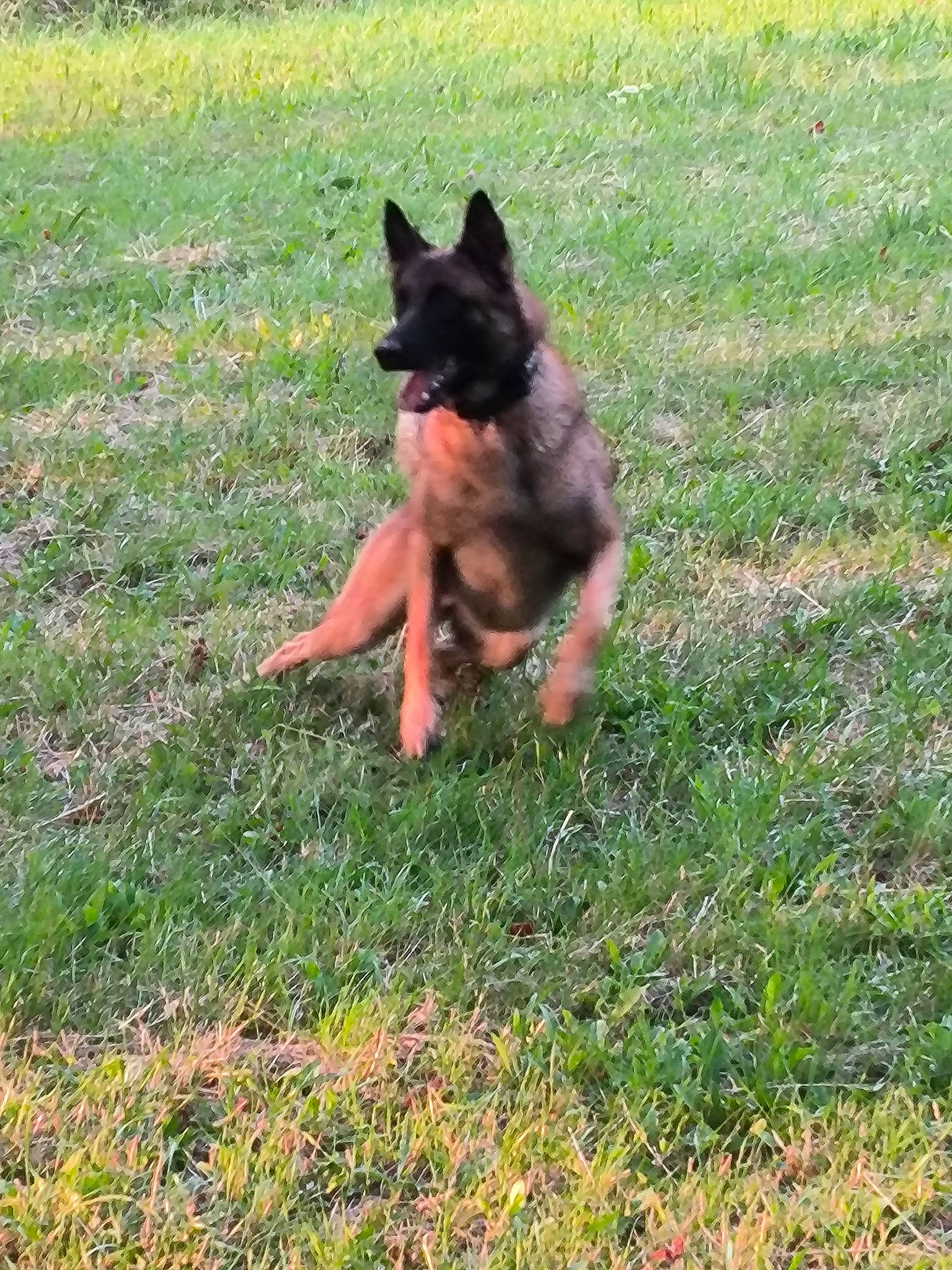 Bandit participe au concours pour gagner de l'argent avec cette photo : canidae, carnivore, companion_dog, dog, dog_breed, east_european_shepherd, fawn, german_shepherd_dog, grass, groundcover, guard_dog, herding_dog, king_shepherd, lawn, old_german_shepherd_dog, plant, sporting_group, terrestrial_animal, working_animal, working_dog