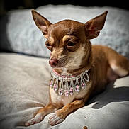 Maria Monsibais is registered to the contest to win money with this photo: accessory, animal, brown_dog, chihuahua, close_up, cute, dog, domestic_animal, ears, fancy, fur, indoor, jewelry, lying_down, necklace, pet, portrait, relaxed, small_dog, soft_light