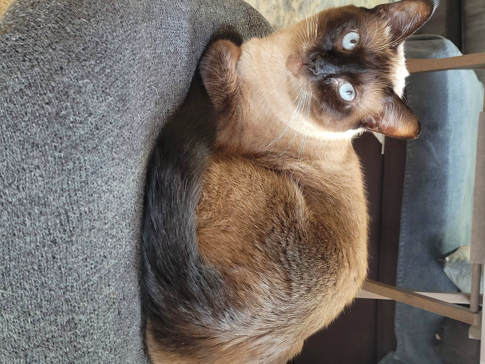 Addie joined the competition — help win amazing prizes! balinese, carnivore, cat, fawn, felidae, fur, siamese, small_to_medium_sized_cats, snout, tail, terrestrial_animal, whiskers