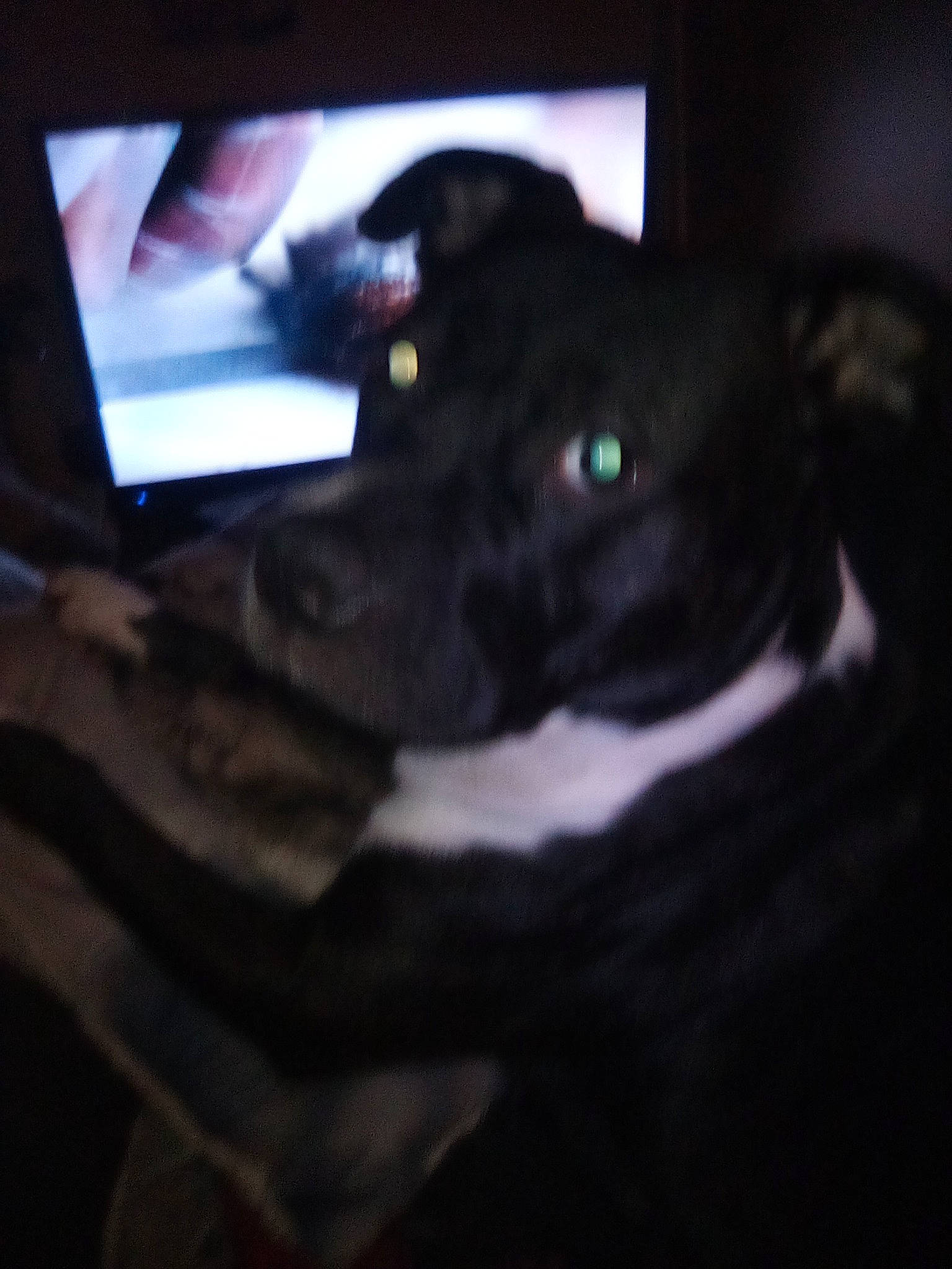 Dixie Bell is registered to the contest to win money with this photo: canidae, carnivore, comfort, companion_dog, darkness, display_device, dog, dog_breed, electric_blue, felidae, fur, gadget, multimedia, night, room, small_to_medium_sized_cats, snout, sporting_group, tints_and_shades, whiskers