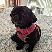 Deedee is registered to the contest to win money with this photo: animal, bedspread, black_dog, blanket, companion, cozy, cute, dog, domestic_animal, furniture, indoor, pet, pet_accessory, pink_harness, portrait, puppia_harness, resting, sitting, small_dog, window_blinds