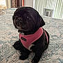 animal, bedspread, black_dog, blanket, companion, cozy, cute, dog, domestic_animal, furniture, indoor, pet, pet_accessory, pink_harness, portrait, puppia_harness, resting, sitting, small_dog, window_blinds