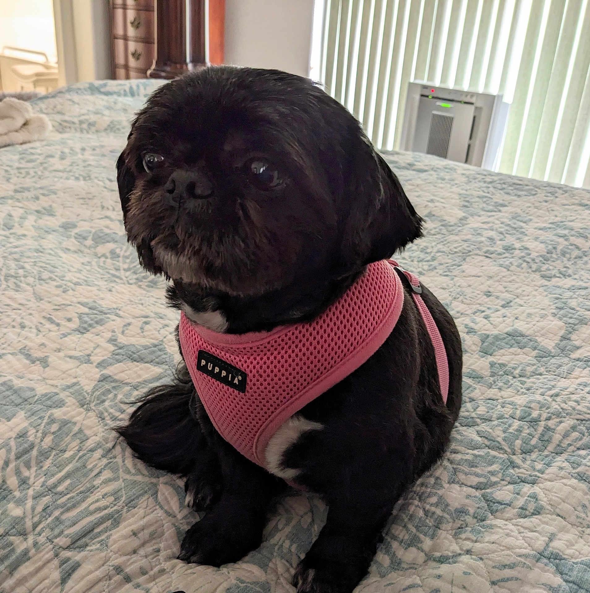 Deedee