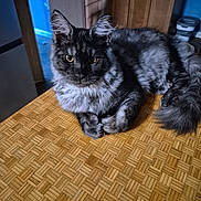 Maximus joined the competition — help win amazing prizes! cat, fluffy, yellow_eyes, wooden_surface, patterned_table, indoor, kitchen, cabinet, blue_wall, curious, resting, pet, animal, feline, fur, whiskers, tail, closeup, domestic, cozy