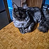 animal, blue_wall, cabinet, cat, closeup, cozy, curious, domestic, feline, fluffy, fur, indoor, kitchen, patterned_table, pet, resting, tail, whiskers, wooden_surface, yellow_eyes