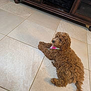Zoey is registered to the contest to win money with this photo: dog, puppy, brown_dog, curly_fur, tile_floor, indoor, wooden_cabinet, entertainment_center, bandana, pet, domestic_animal, lying_down, tail, paws, looking_back, cute, home_interior, floor_tiles, adorable, companion