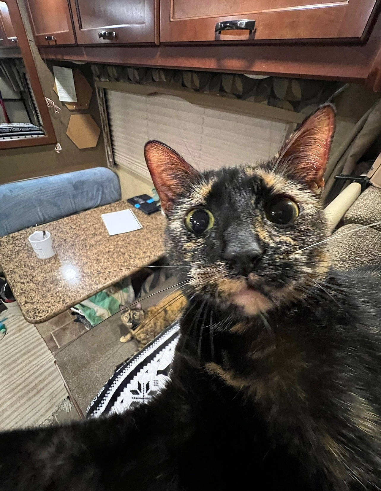 Ino is registered to the contest to win money with this photo: black_cat, box, cabinetry, carnivore, cat, claw, comfort, couch, domestic_short_haired_cat, felidae, flooring, fur, home_appliance, kitchen_appliance, picture_frame, room, small_to_medium_sized_cats, snout, whiskers, wood