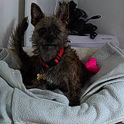 Max is registered to the contest to win money with this photo: dog, pet, blanket, red_collar, indoor, cozy, fur, small_dog, toy, resting, curious, alert, home, furniture, paw, cute, animal, companion, comfortable, nest