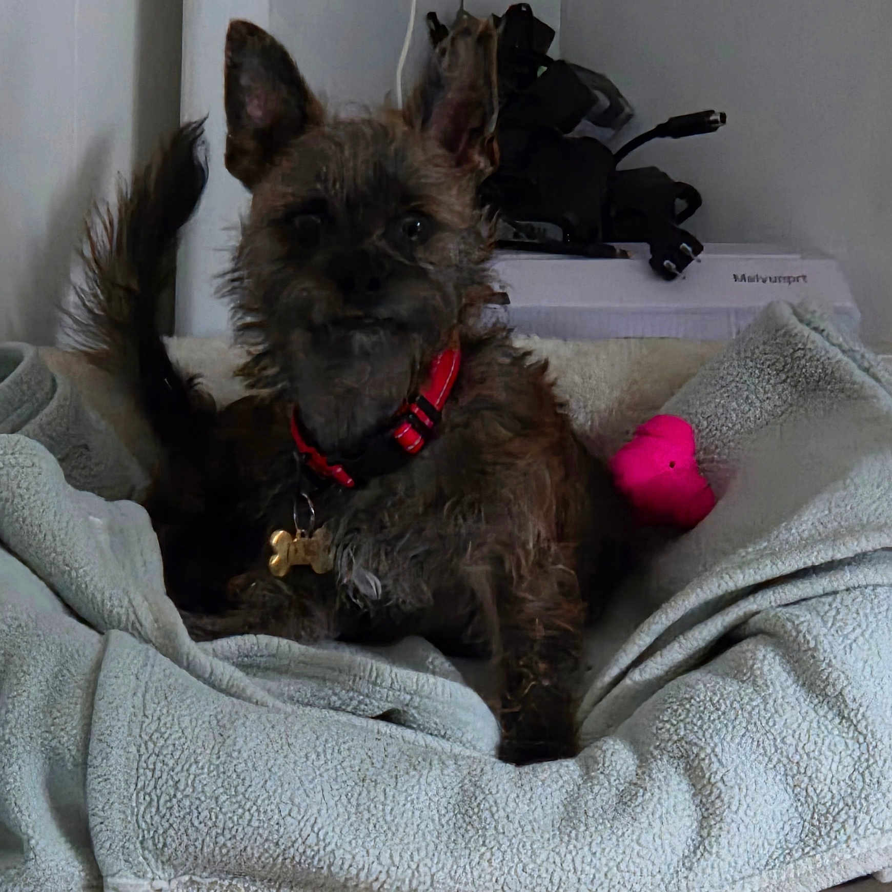 Max is registered to the contest to win money with this photo: alert, animal, blanket, comfortable, companion, cozy, curious, cute, dog, fur, furniture, home, indoor, nest, paw, pet, red_collar, resting, small_dog, toy