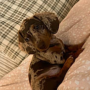 Pippa joined the competition — help win amazing prizes! puppy, dog, dachshund, dapple, pet, animal, cute, cozy, blanket, plaid, pattern, fur, ears, brown, spotted, indoors, resting, looking_up, soft, small