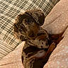 puppy, dog, dachshund, dapple, pet, animal, cute, cozy, blanket, plaid, pattern, fur, ears, brown, spotted, indoors, resting, looking_up, soft, small