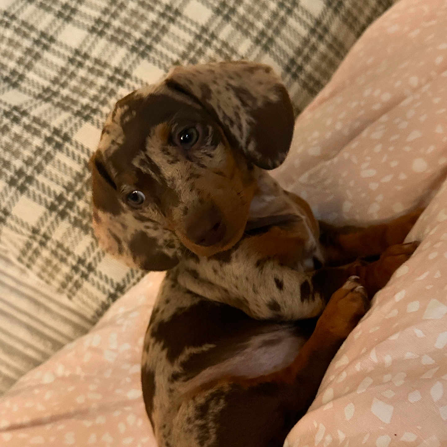 Pippa