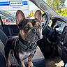 Tank joined the competition — help win amazing prizes! dog, french_bulldog, car_interior, seat, steering_wheel, window, sunlight, collar, pet, vehicle, dashboard, cup_holder, can, tree, parking_lot, side_mirror, seatbelt, floor_mat, daytime, outdoor