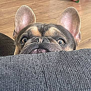 Tank joined the competition — help win amazing prizes! dog, french_bulldog, pet, ears, eyes, couch, indoor, wooden_floor, toy, curious, peeking, nose, face, texture, home, domestic, animal, closeup, playful, background