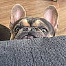 dog, french_bulldog, pet, ears, eyes, couch, indoor, wooden_floor, toy, curious, peeking, nose, face, texture, home, domestic, animal, closeup, playful, background