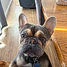 Tank joined the competition — help win amazing prizes! dog, french_bulldog, puppy, indoor, wooden_floor, table, dog_treats, collar, pet, curious, close_up, brown, black, ears, whiskers, house, furniture, floor, cute, animal